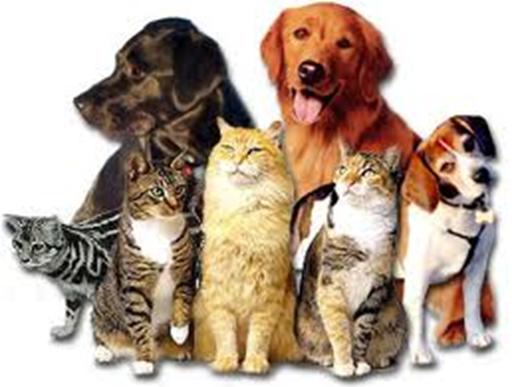 dogs n cats 1.jpg