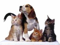 dogs n cats 4.jpg