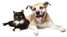 dogs n cats 3.jpg