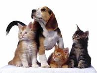 dogs n cats 4.jpg